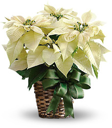 White Poinsettia from Metropolitan Plant & Flower Exchange, local NJ florist